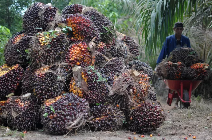 Perkebunan Kelapa Sawit