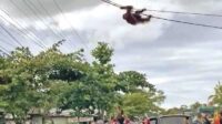 orang utan