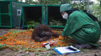 orangutan