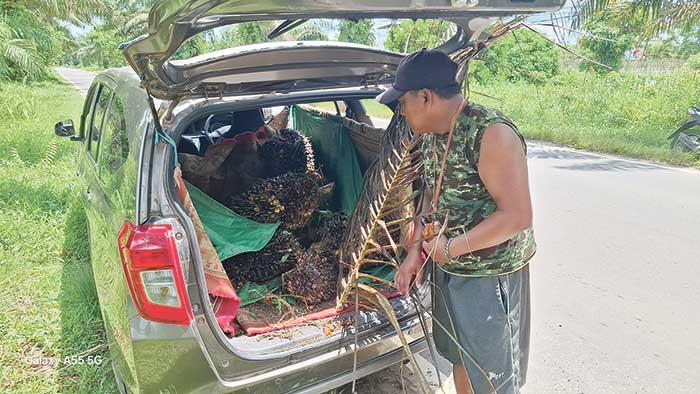 MOBIL PENCURI SAWIT