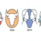ramalan zodiak aries, taurus, gemini, dan cancer