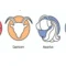 ramalan zodiak sagitarius capricorn aquarius dan pisces
