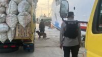 anjing di pelabuhan sampit