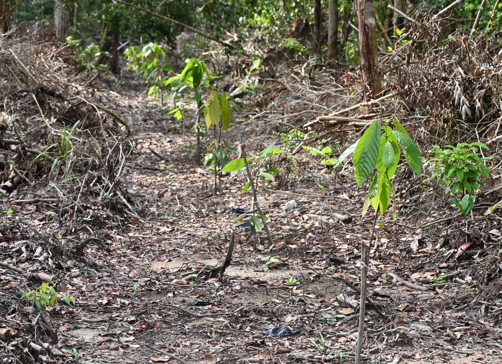 Perhutanan Sosial Kalimantan Tengah,BGA Group,Hutan Kemasyarakatan (HKm) Raja Seberang,Rehabilitasi hutan dan lahan