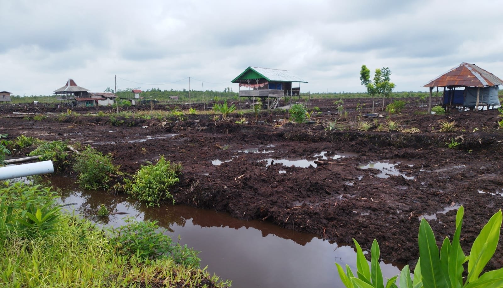 CETAK SAWAH GAGAL cetak sawah gagal