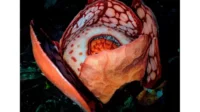 rafflesia hasseltii