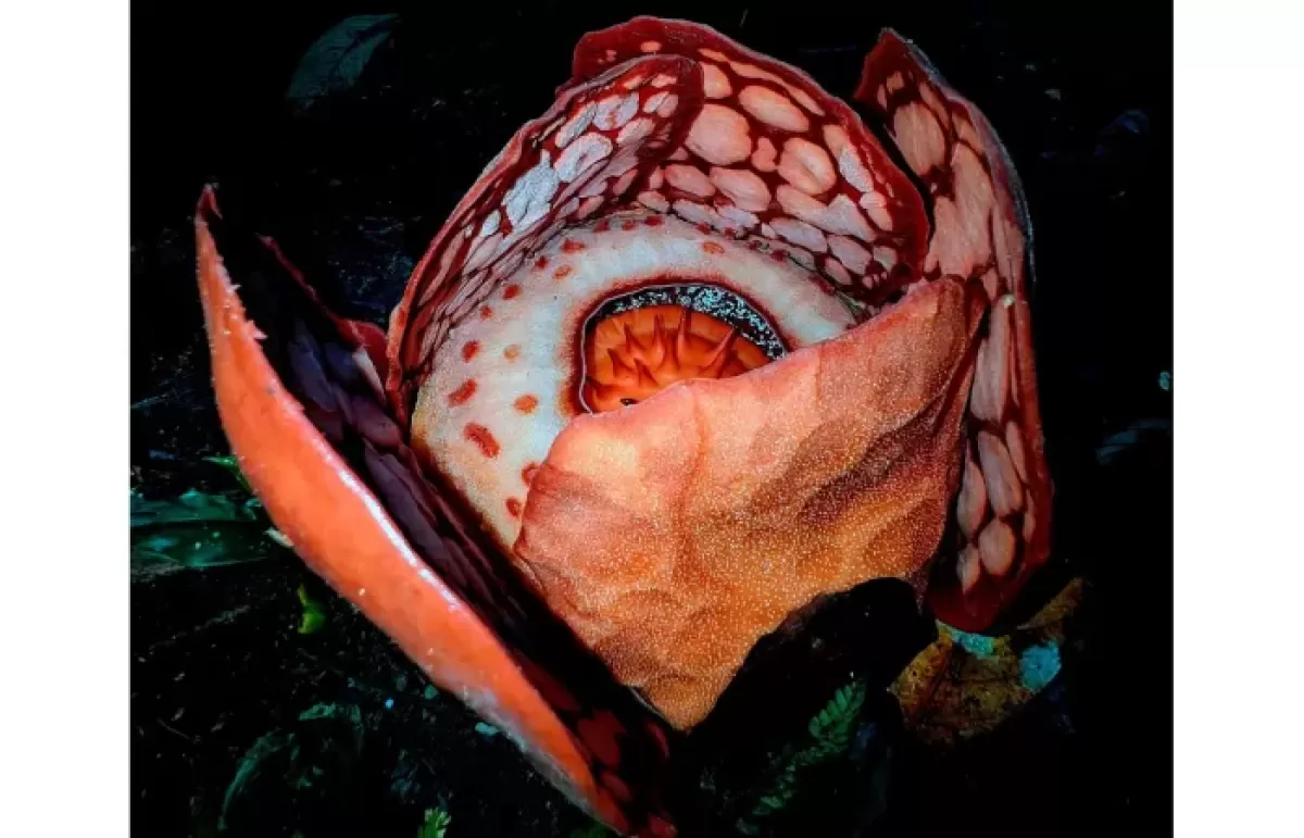 rafflesia hasseltii