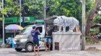 macan putih 1