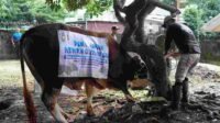 PLN UID Kalselteng Kurban 22 Sapi dan 7 Kambing
