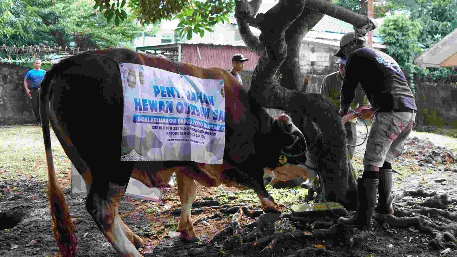 PLN UID Kalselteng Kurban 22 Sapi dan 7 Kambing