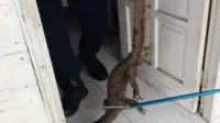 biawak yang masuk ker rumah warga