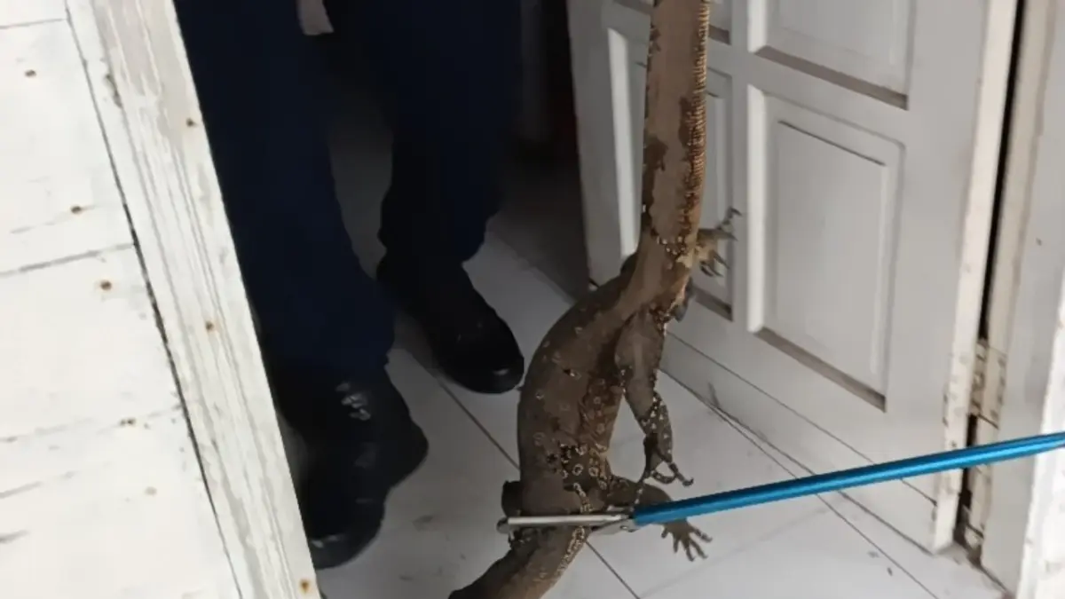 biawak-yang-masuk-ker-rumah-warga biawak yang masuk ker rumah warga